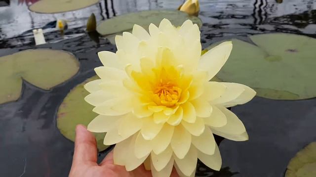 Нимфея Norma God'e (nymphaea Norma God’e) смотреть онлайн