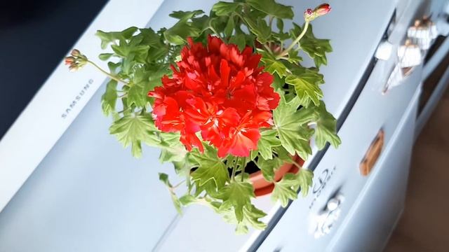 Пеларгония Kitbridge