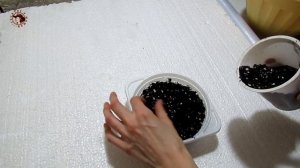 Биденс или череда ферулолистная. Посев семян.