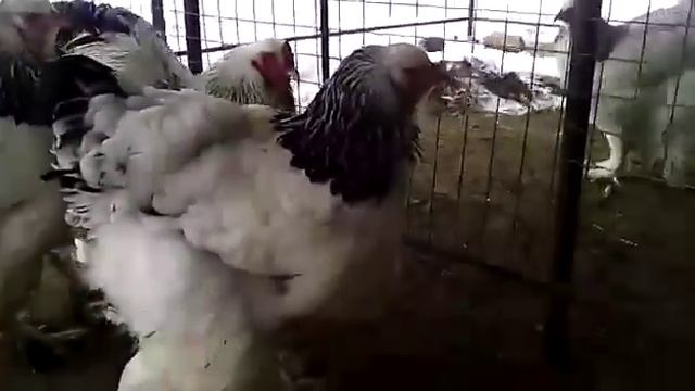 Светлая Брама в Рязани смотреть онлайн