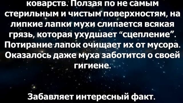 ЗАЧЕМ МУХА ПОТИРАЕТ ЛАПКИ ? смотреть онлайн
