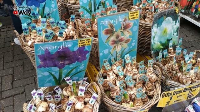 КАК СОХРАНИТЬ ЛУКОВИЦЫ ГЛАДИОЛУСОВ ДО ВЕСНЫ? смотреть онлайн