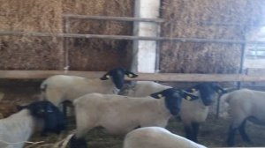 Овцы Саффолк в нашем хозяйстве Георгиевский дорпер. #саффолк #саффолки #saffolk #суффолк #овцы #ram