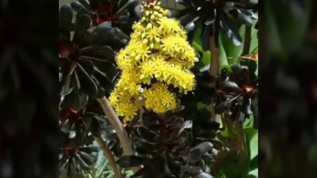 Aeonium Arboreum Atropurpureum