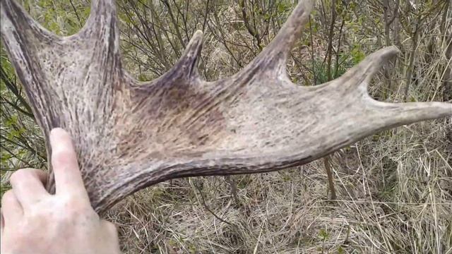 2 рога одного лося.Встреча с кабаном смотреть онлайн