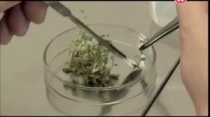 Микроклональное размножение растений