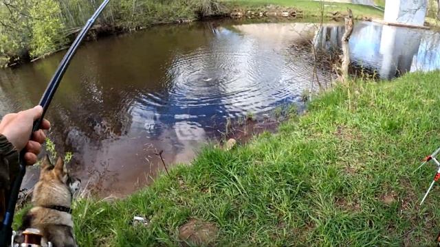 ТРОФЕЙНЫЙ ЛЕЩ!!! ВЫСЫПАЛ В РЕКУ ВЕДРО КАШИ И ПОНЕСЛАСЬ!!! ВОТ ЭТО ЯМА!!! Ловля на поплавочную удочк смотреть онлайн