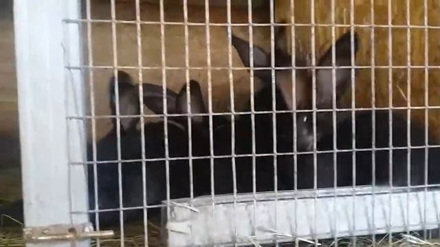 Бельгийский великан окрас Черный 2 месяца смотреть онлайн