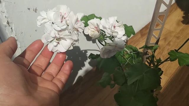 Пеларгония Pac white pearl смотреть онлайн