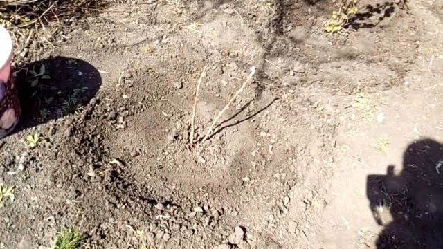 ВЛОГ//поливаем саженцы))) смотреть онлайн