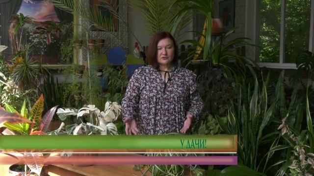 У Дачи! Болезни комнатных растений смотреть онлайн