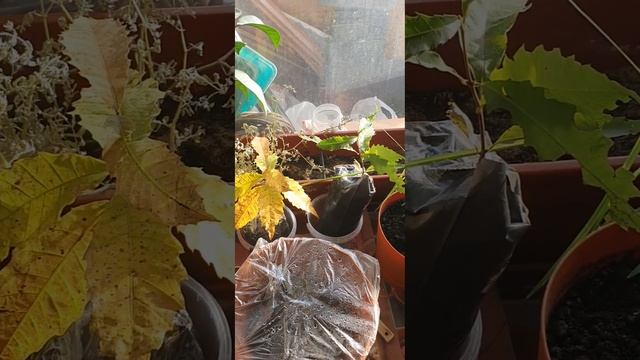 Саженцы американских каштанов смотреть онлайн