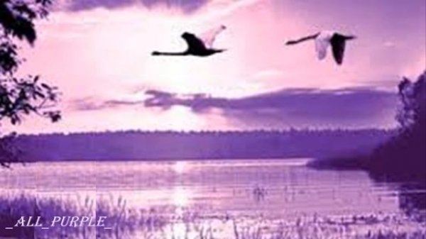 Константин Никольский "Птицы белые мои..."