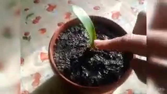 ПЛЕКТРАНТУС,ГИППЕАСТРУМ И ЗЕФИРАНТЕС.(ПЕРЕСАДКА РАСТЕНИЙ). смотреть онлайн