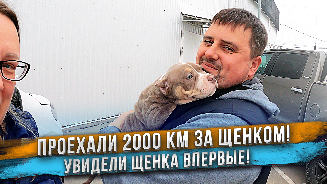 Люди впервые видят своего щенка! 2000км ехали за щенком. смотреть онлайн