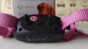 Электронный ошейник Zoowell «Антилай» для собак. Помогает отучить собаку лаять