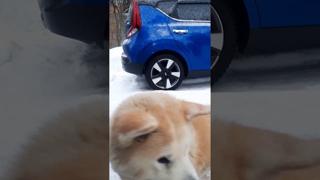 Акита ину готова обедать. смотреть онлайн