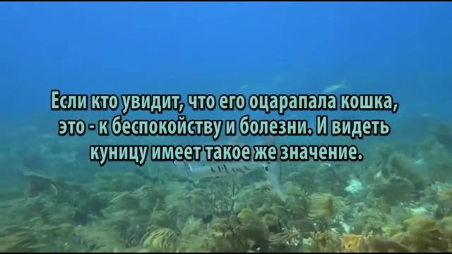 К чему снится Кошка сонник, толкование сна смотреть онлайн