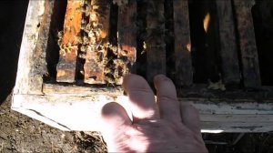 весна на пасеке - холодный и теплый занос в гнезде у пчел, особенности постановок рамок