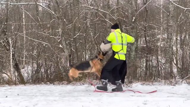 Немецкая овчарка ГАБРИЭЛА ХАЙ ФАЙ (De Orse Mak Flai Zolton x Шпильхоф Саммер) 2 года, защита смотреть онлайн