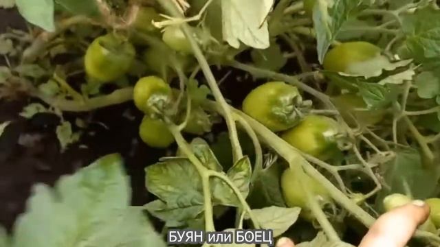 Низкорослые сорта томатов не требующие пасынкования смотреть онлайн
