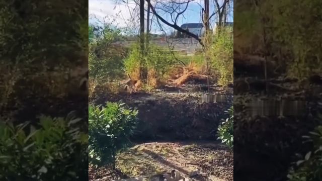 Он просто не любит когда за ним повторяют смотреть онлайн