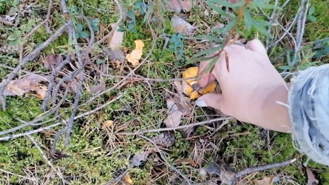 В лес за БЕЛЫМИ.Много БЕЛЫХ Красновишерск. Пермский край. 7 августа смотреть онлайн