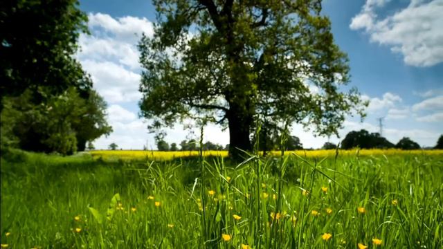 Relaxing (nature)🎄🎄🍉🍉❤️