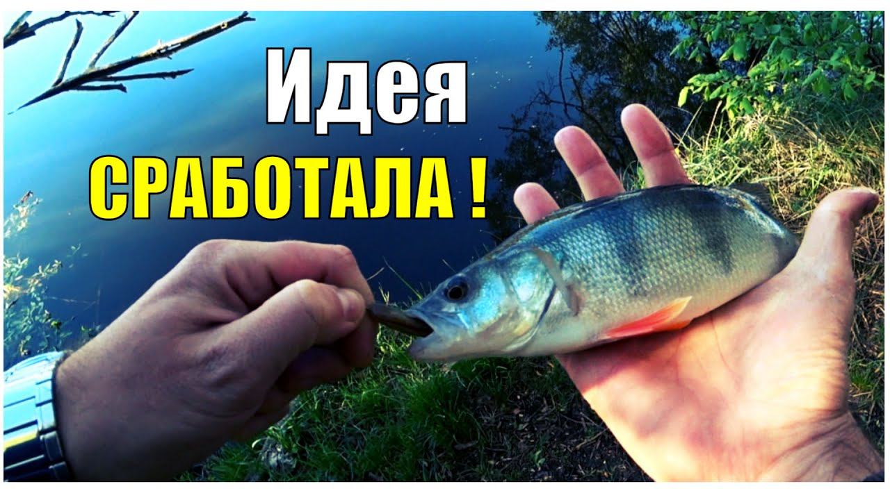 МОЩНЫЕ поклёвки ОКУНЕЙ на БЮДЖЕТНЫЙ спиннинг CF Optimus 782LT смотреть онлайн