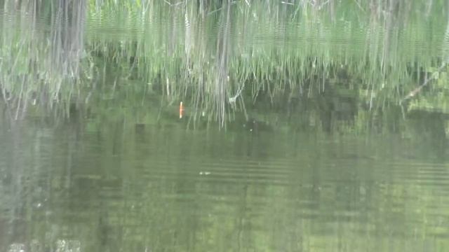 Рыбалка Как ловить на поплавок ,когда на дне трава. My fishing смотреть онлайн