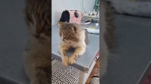 А это наш подкидыш с крыши, Джеки