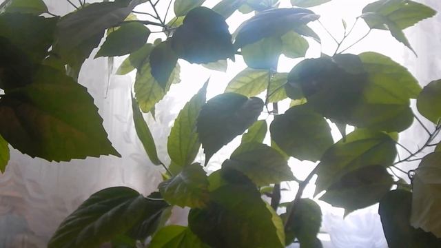 Повернись лицом к успеху, как цветы к солнцу! смотреть онлайн