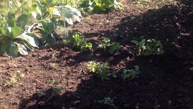 Aug 9, 2016. Посадила усы клубники .  Спеет ежевика