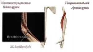 Мышцы верхней конечности