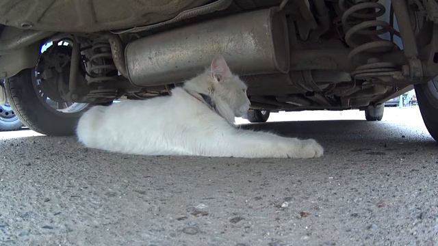 Помесь кошки и соблезубого тигра. A cross between a cat and a tiger salesomega смотреть онлайн