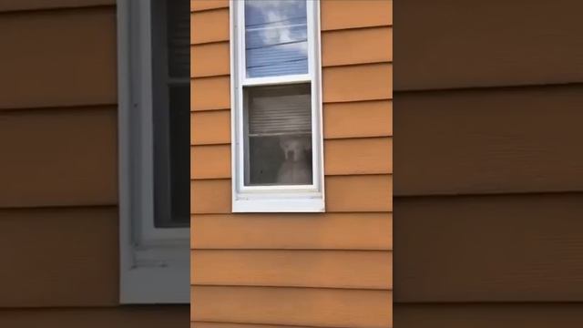 Самый лучший сторожевой пес в мире. смотреть онлайн