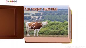 Видео с животными для ребёнка от года. Все обучающие карточки