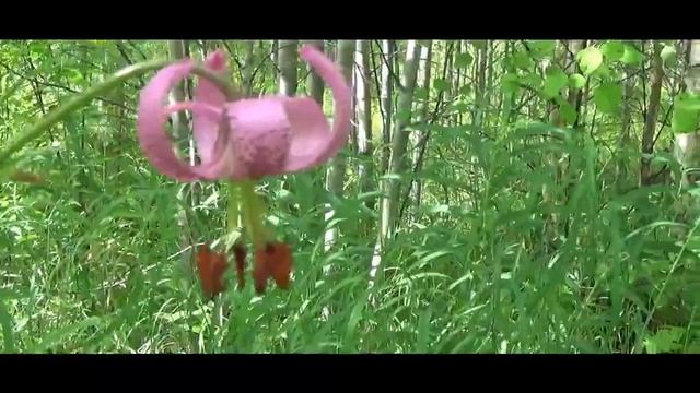 СОВЕТЫ ОТ ЛЕКАРЯ КАК ЛЕЧИТьСЯ ОСИНОЙ? смотреть онлайн