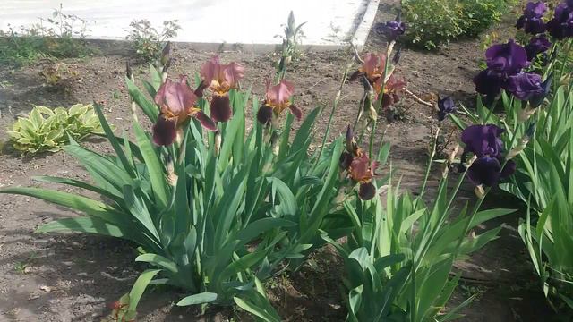 Ирисы...Цветочная нежность... смотреть онлайн