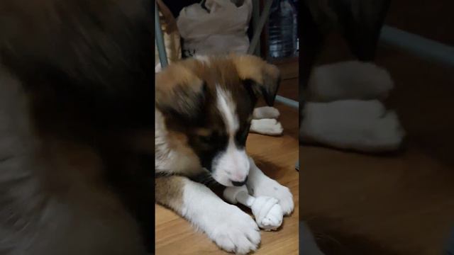 щенок Кайза ест косточку. Kaiz's puppy eating a bone. Kaiza的小狗吃骨頭 смотреть онлайн