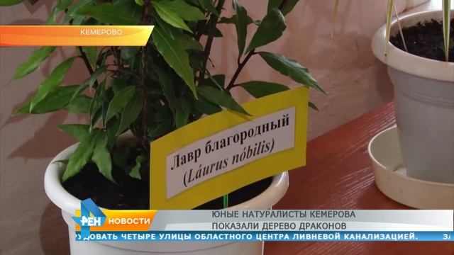 Юные натуралисты Кемерова показали дерево драконов смотреть онлайн