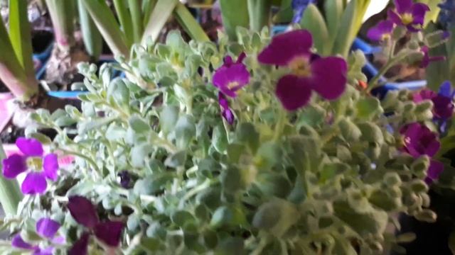 Aubrieta - How to grow (Rock cress) смотреть онлайн