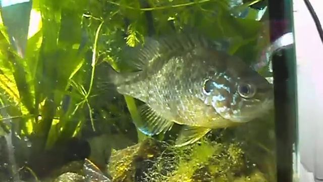 Солнечный окунь зимой в аквариуме 1 смотреть онлайн