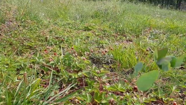 Земляника в Якутии смотреть онлайн