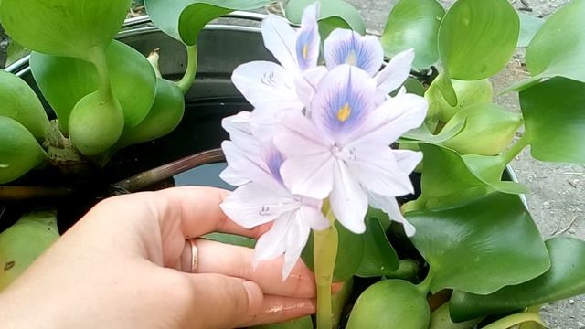 Водный гиацинт,Эйхорния #эйхорния #водныйгиацинт смотреть онлайн