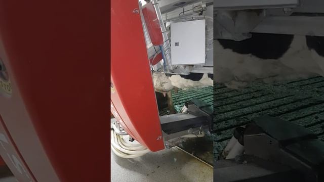 Автоматическая дойка коров роботом смотреть онлайн