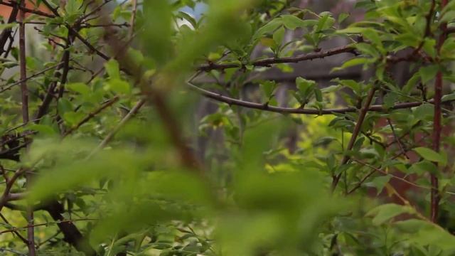 Canon EOS 650D Kit 18-55 IS II video test смотреть онлайн