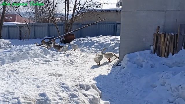 Гуси на улице. Кот боится гусей. смотреть онлайн
