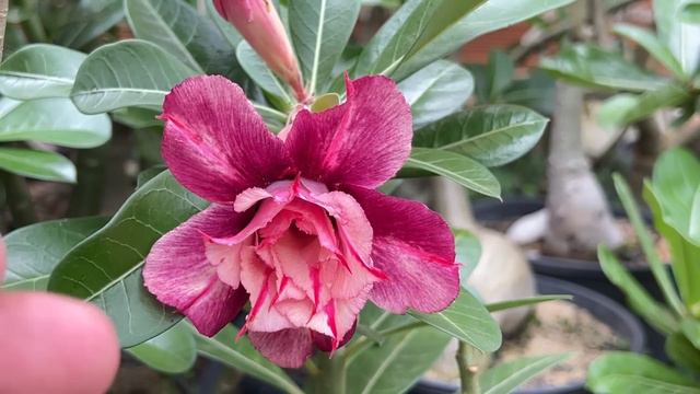 Porque a rosa do deserto aborta os botões? смотреть онлайн
