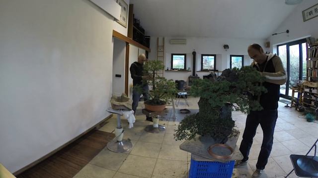 Edoardo Rossi Bonsai Ishizuki Pinus Sylvestris Time-Lapse смотреть онлайн